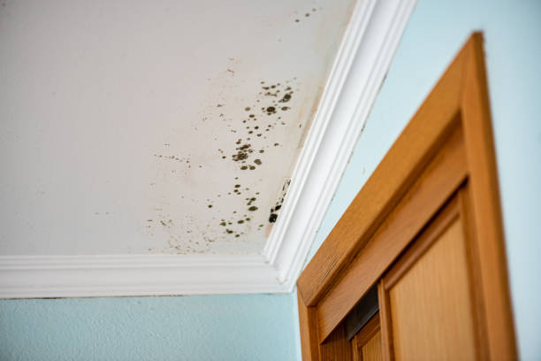 Best Mold Removal Process  in Cutler Bay, FL