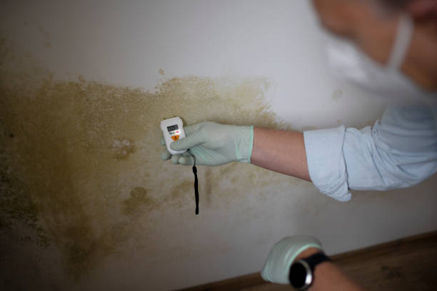 Best Mold Damage Repair  in Cutler Bay, FL